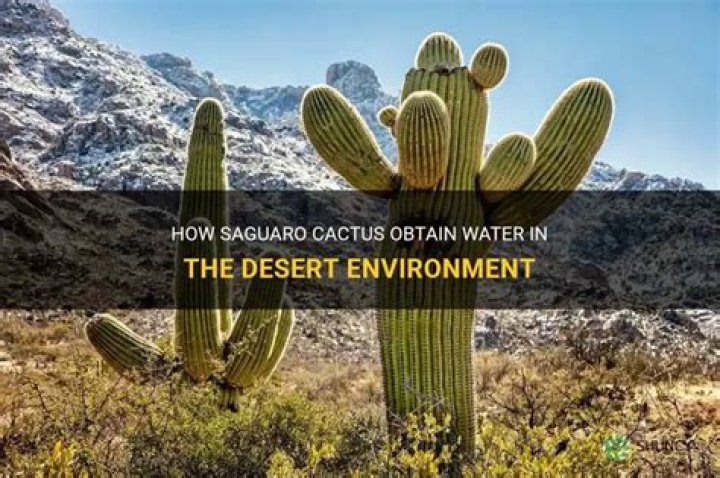How do saguaro cactus get water