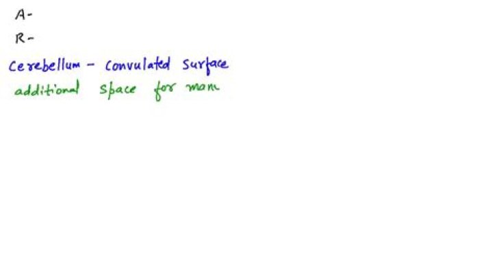 How do the convolutions and sulci of the sheep