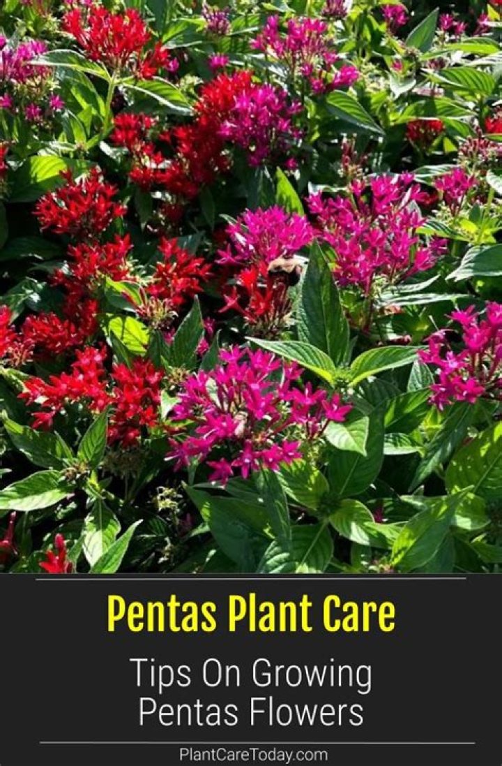 How do you care for Pentas lanceolata