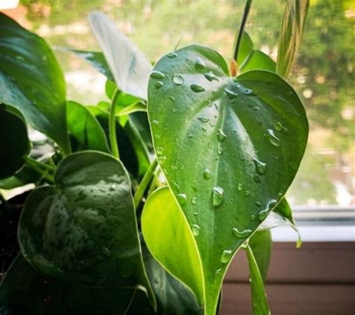 How do you fix an overwatered philodendron