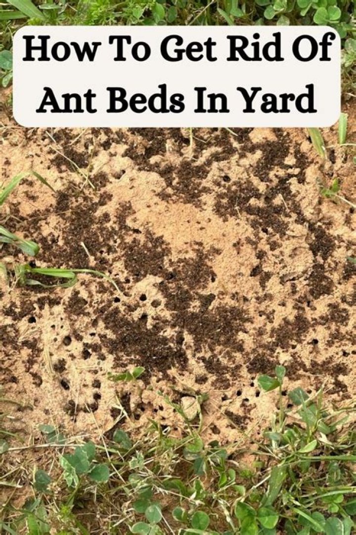 How do you get rid of ant beds