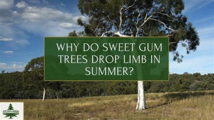 How do you keep sweet gum trees from producing sweet gum balls