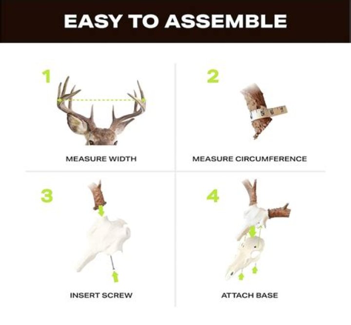 How do you measure deer antlers