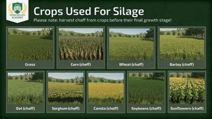 How do you plant forage sorghum
