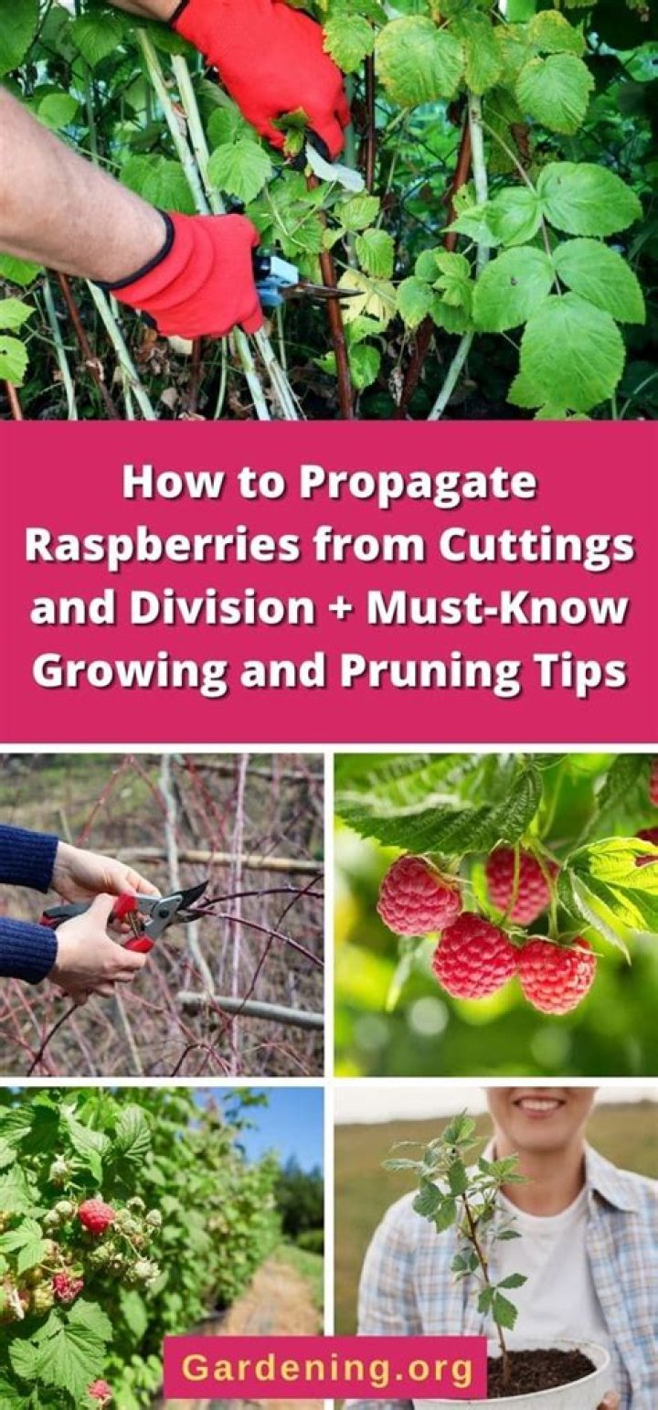 How do you propagate raspberries