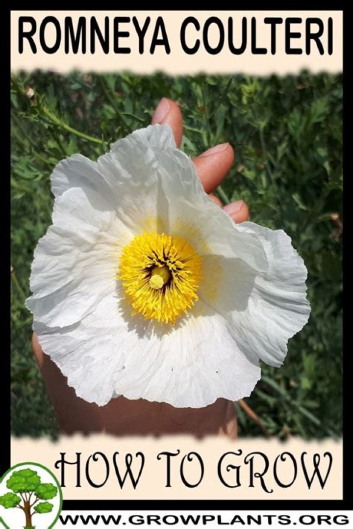 How do you propagate Romneya coulteri