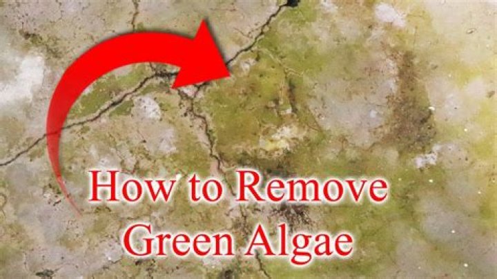 How do you remove green algae from plastic