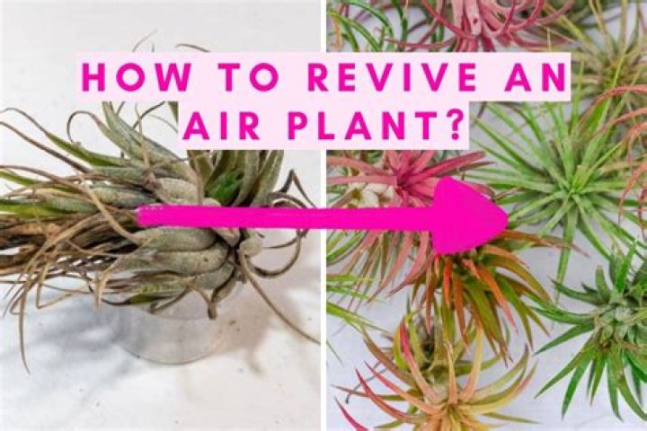How do you revive a dry air plant