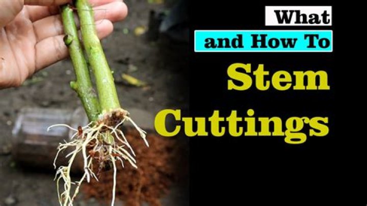 How do you root a stem cutting