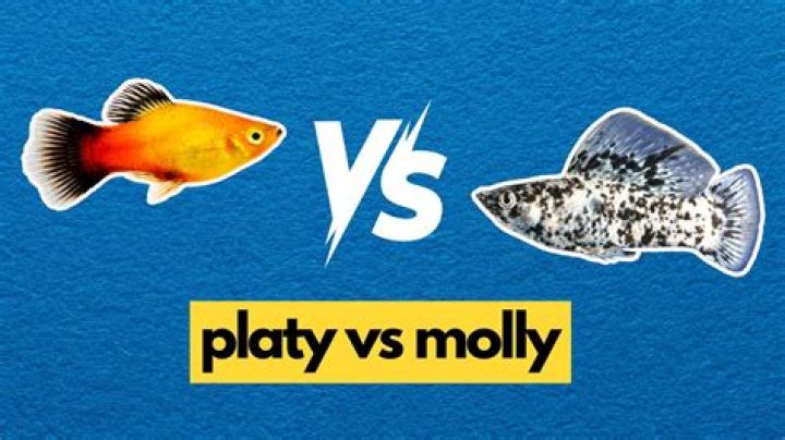 How do you tell a platy from a Molly