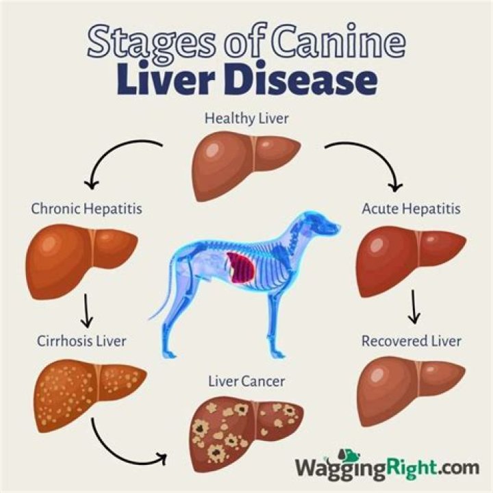 How do you test for liver disease in dogs