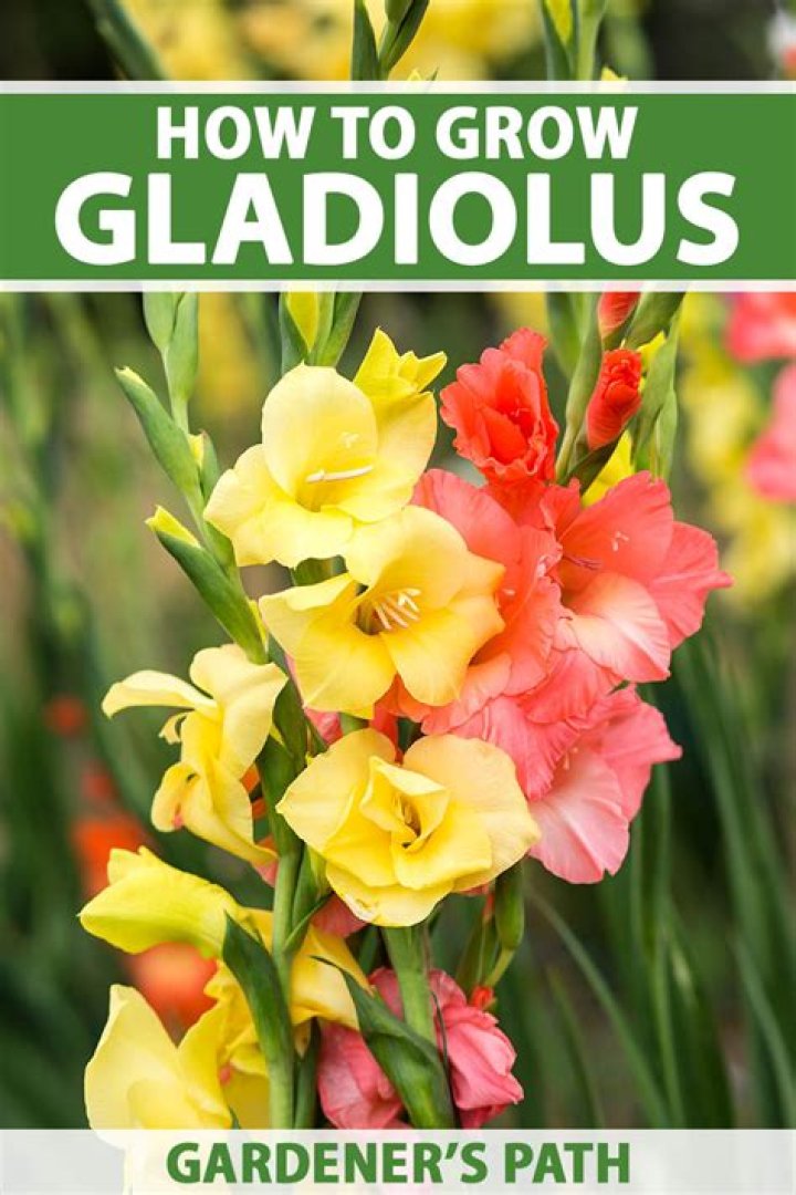 How do you trim gladiolus flowers
