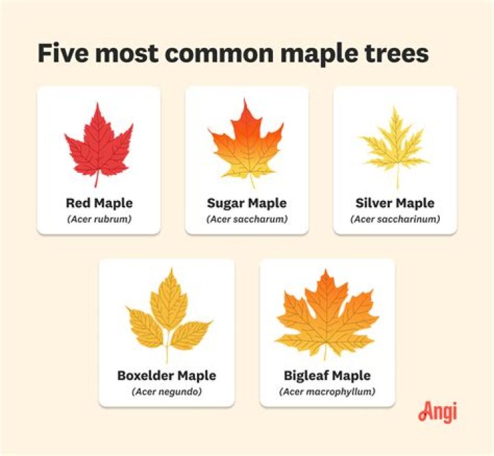 How do you type a maple leaf symbol