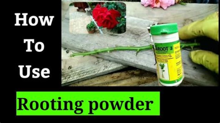 How do you use rooting powder on roses