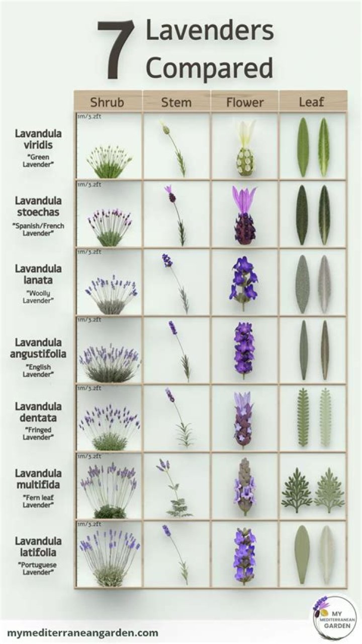 How do you water English lavender