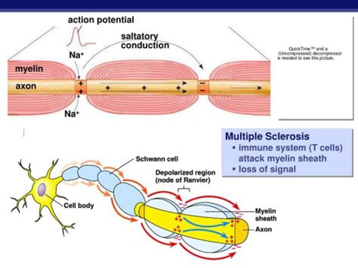 How does a nerve impulse travel down an axon