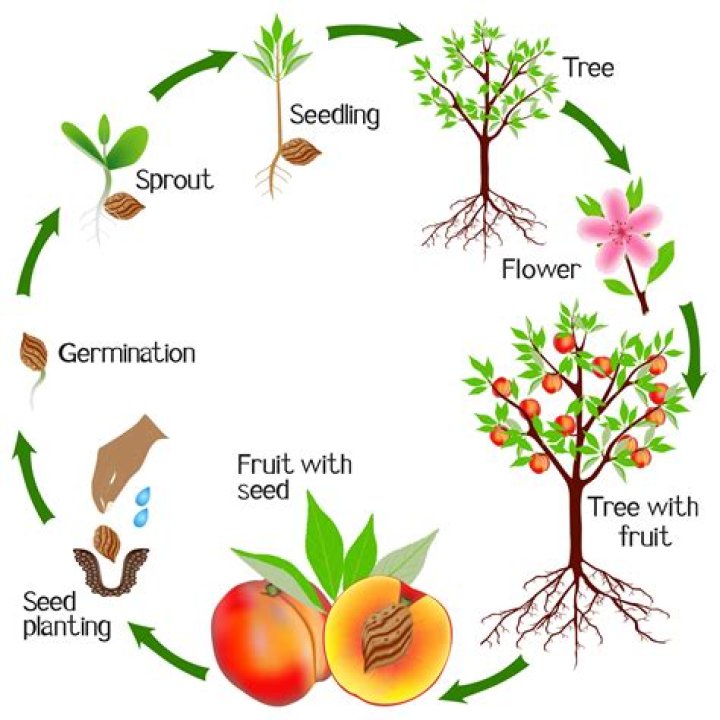 How does a seed become a fruit