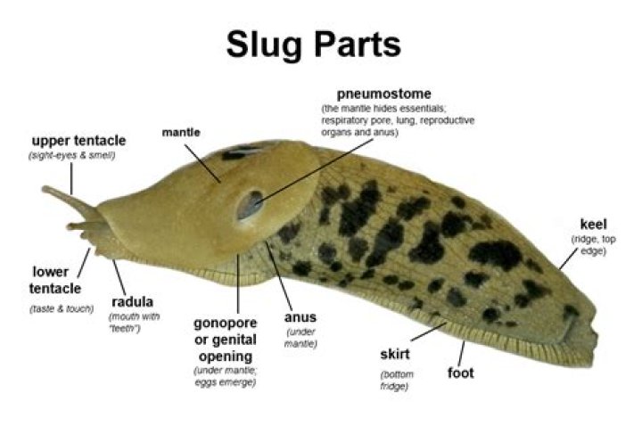 How does a slug look like