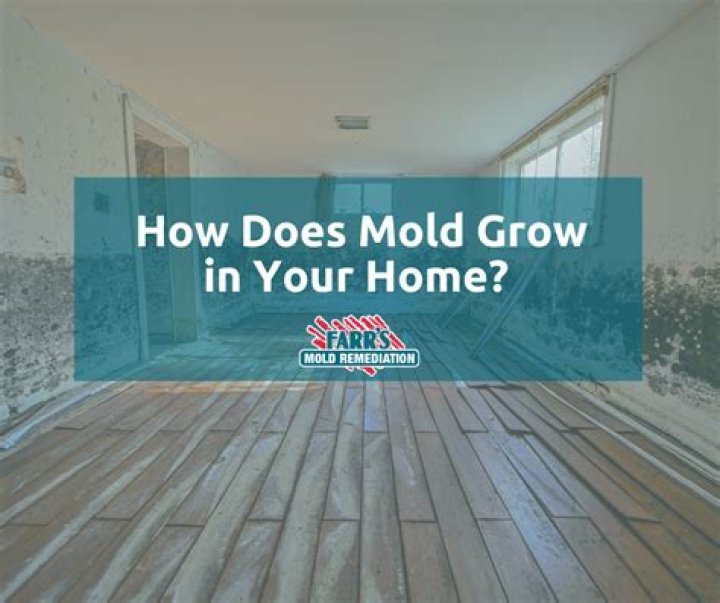 How does mold grow in house
