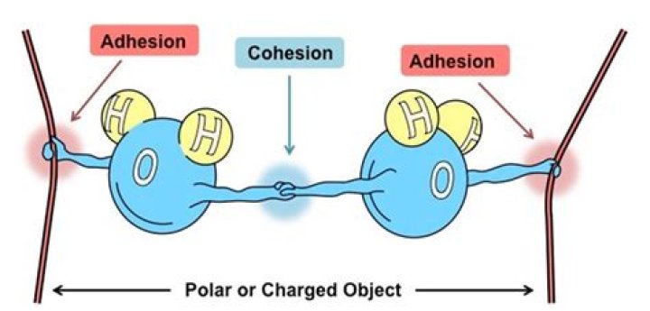 How does polarity affect adhesion