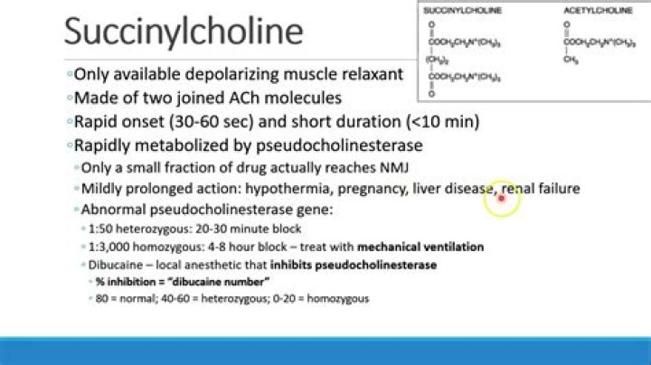 How does succinylcholine cause paralysis