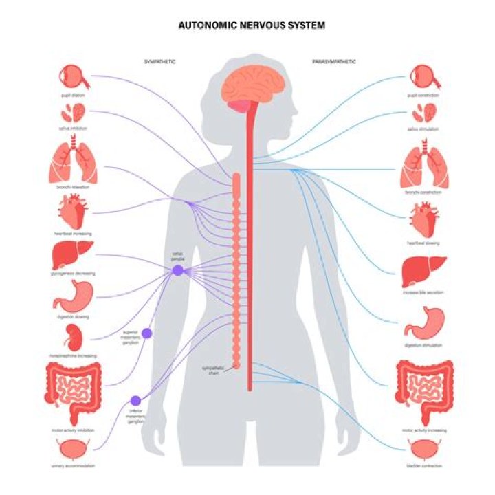 How does the autonomic nervous system work