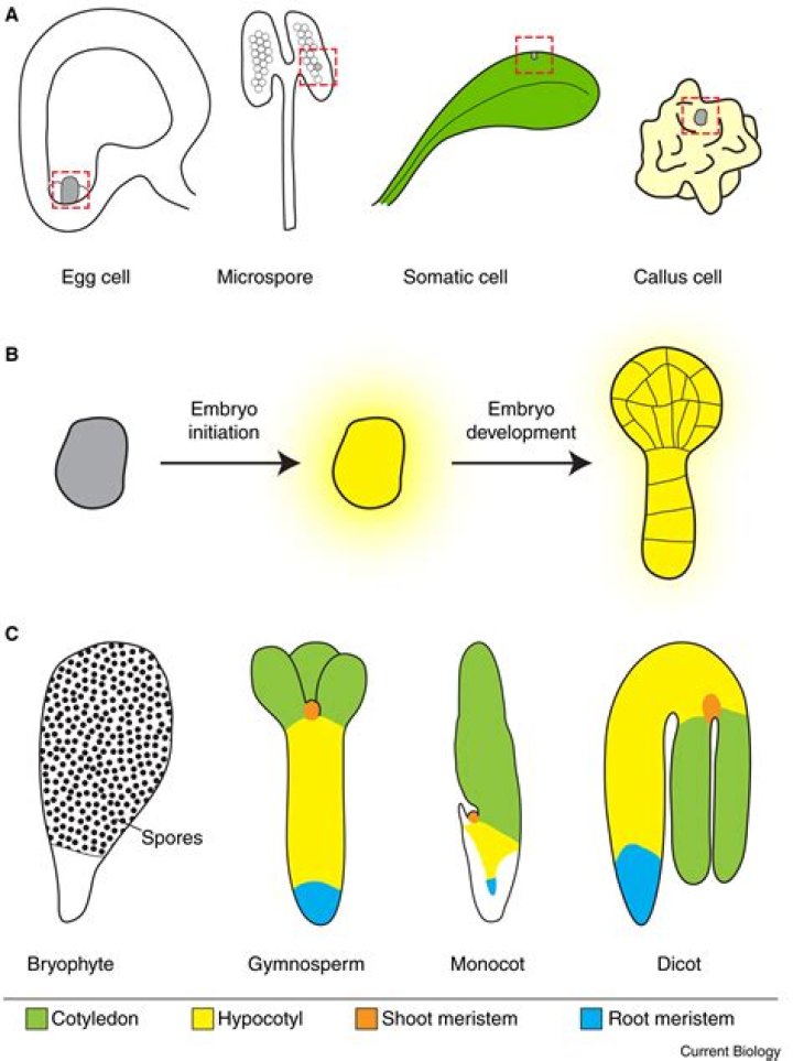 How is a plant embryo formed
