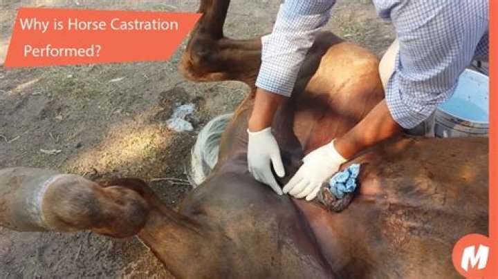 How is castration performed on humans