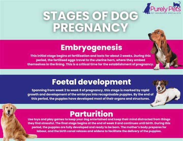 How Long Are Dogs Pregnant For Yorkies
