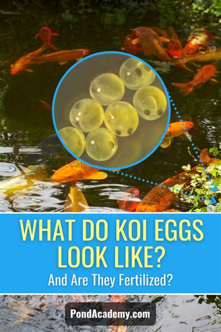 How Long Do Koi Fish Eggs Take To Hatch