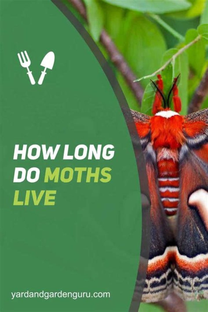 How long do moths live NZ