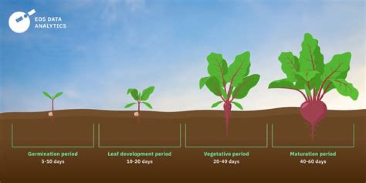 How long does it take beets to come up