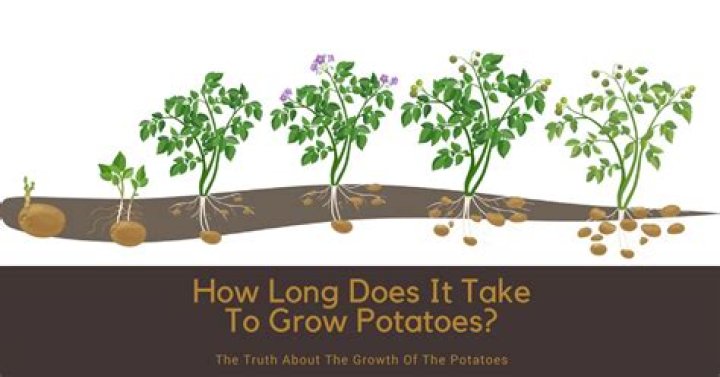 How long does it take to grow potatoes?