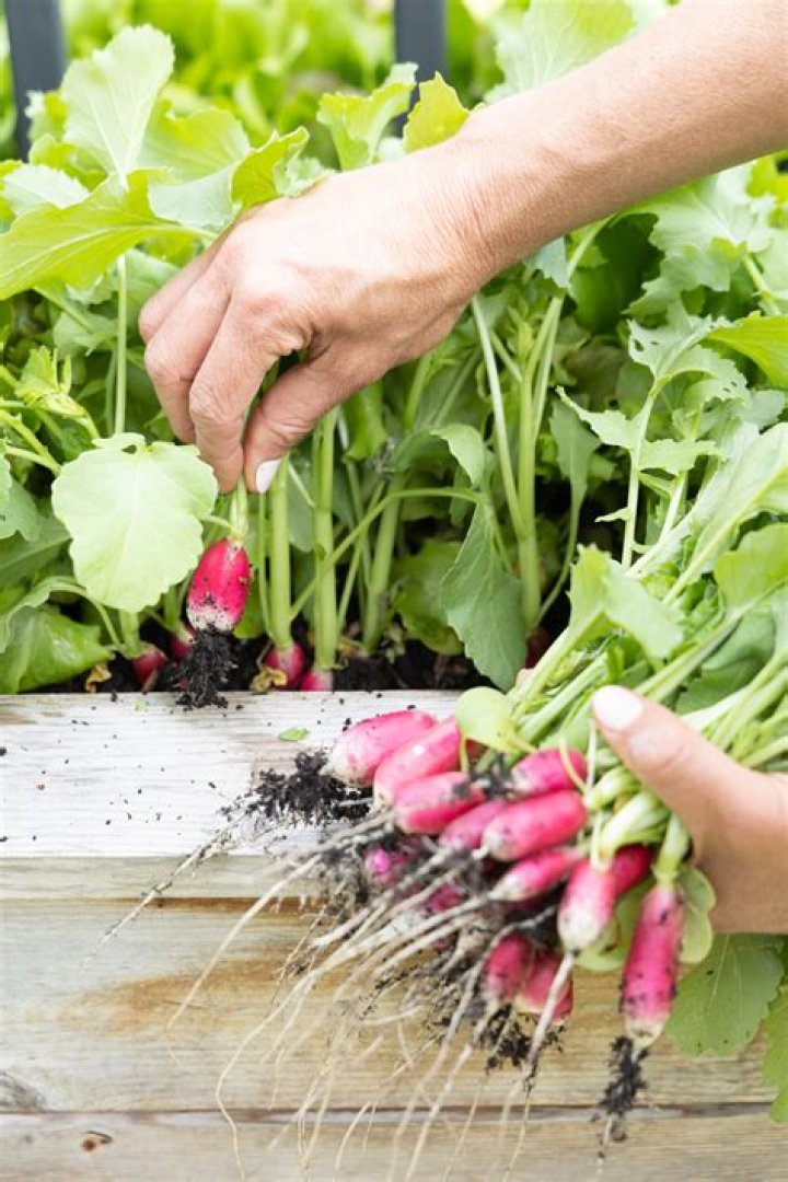 How long does it take to grow radish sprouts