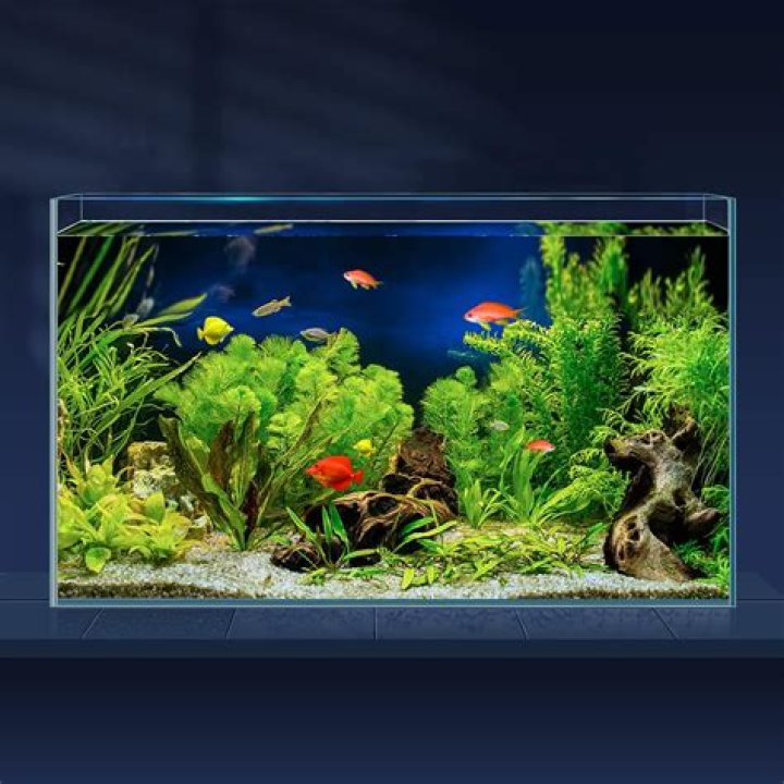 How Long Is A Ten Gallon Fish Tank