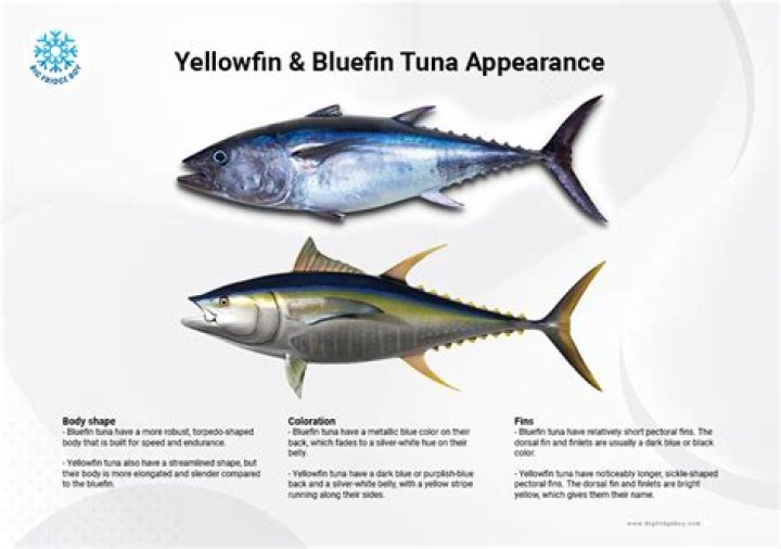 How many bluefin tuna can you keep
