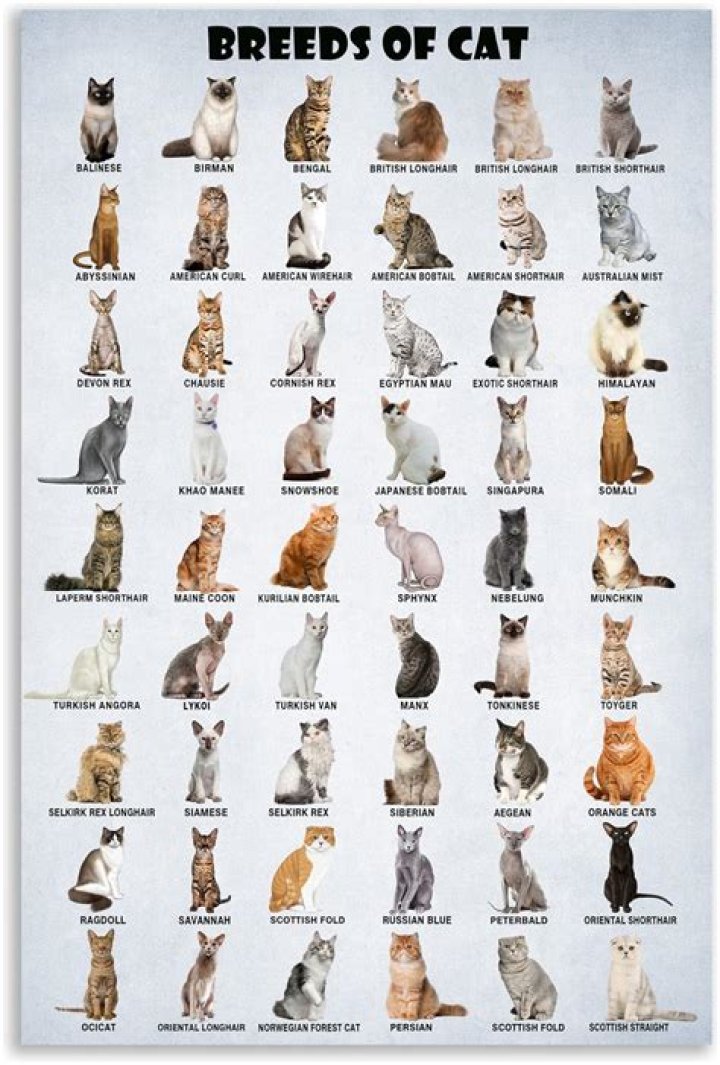 How many cat breeds are recognized by the CFA