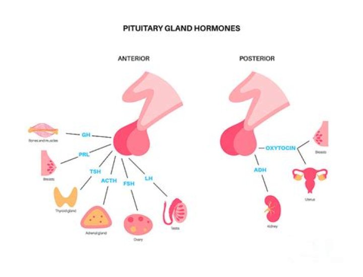How many hormones are produced by pituitary gland