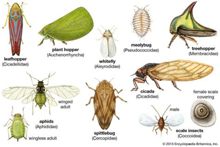 How many wings do Coleoptera have