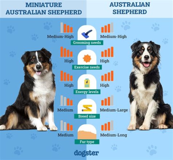 How Much Do Australian Shepherd Dogs Cost