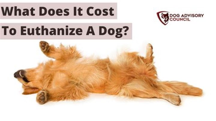 How Much Does It Cost To Put A Dog