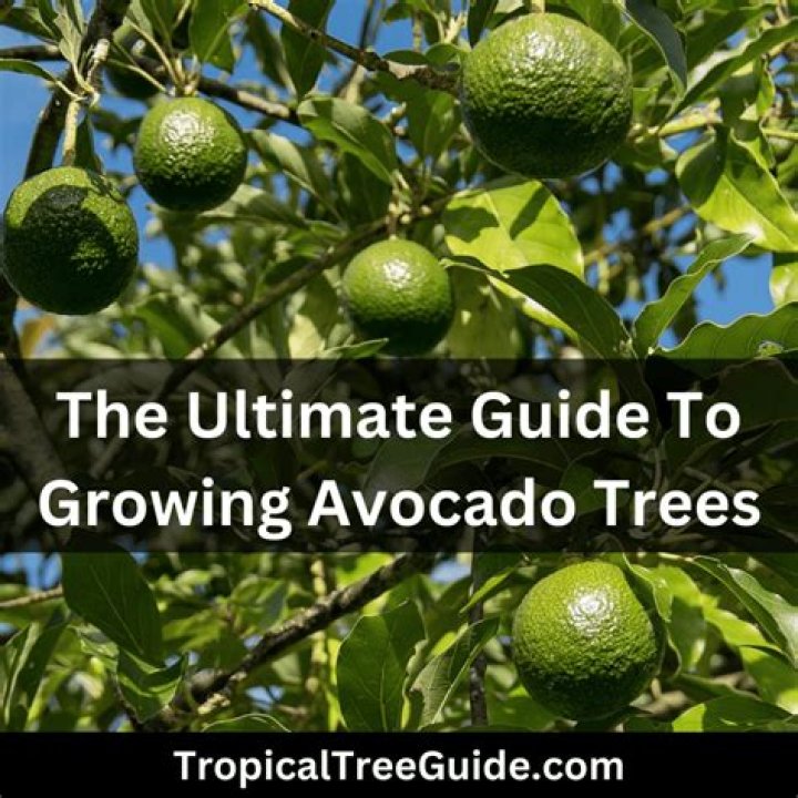 How much sun do Avocado trees need