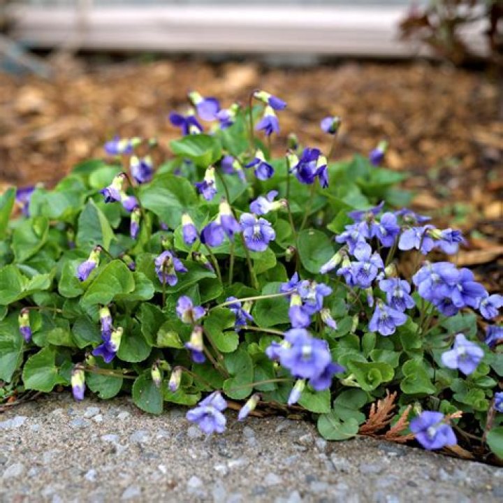 How often do wild violets bloom