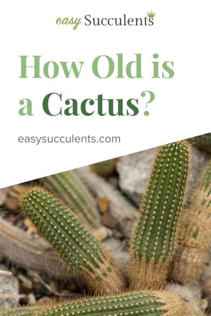 How old is a cactus