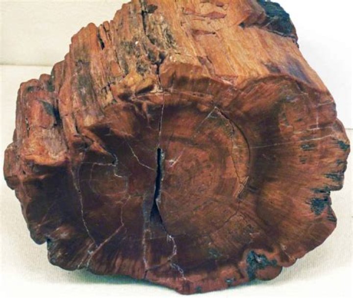 How old is petrified wood in California