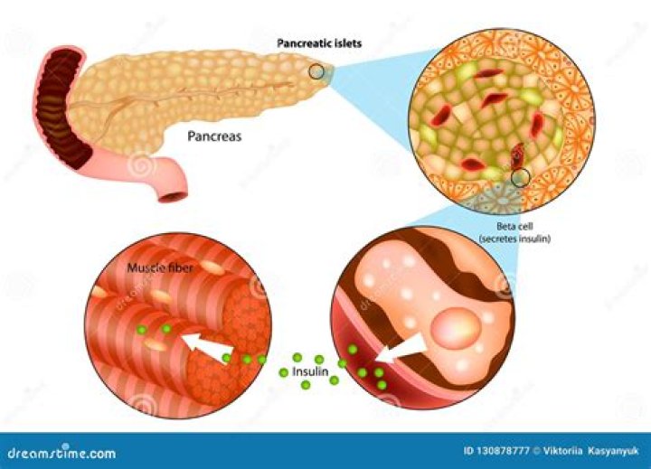 How pancreas produce insulin