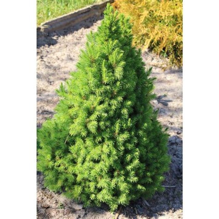 How tall does a dwarf Alberta spruce get