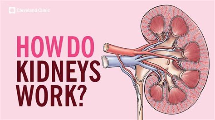 How the kidney works step by step