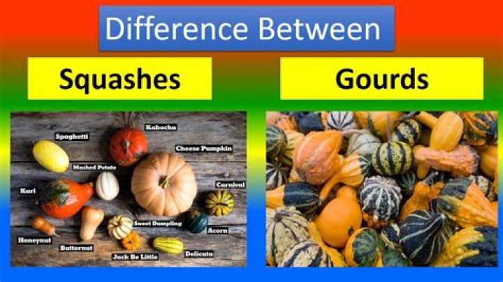 Is a gourd a squash