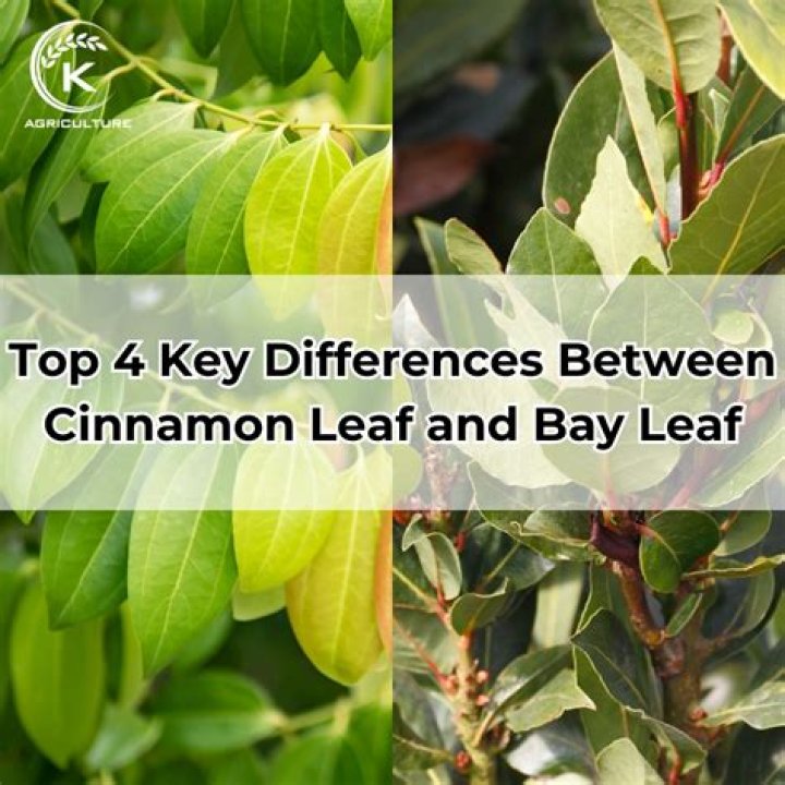 Is bay leaf and cinnamon from the same tree